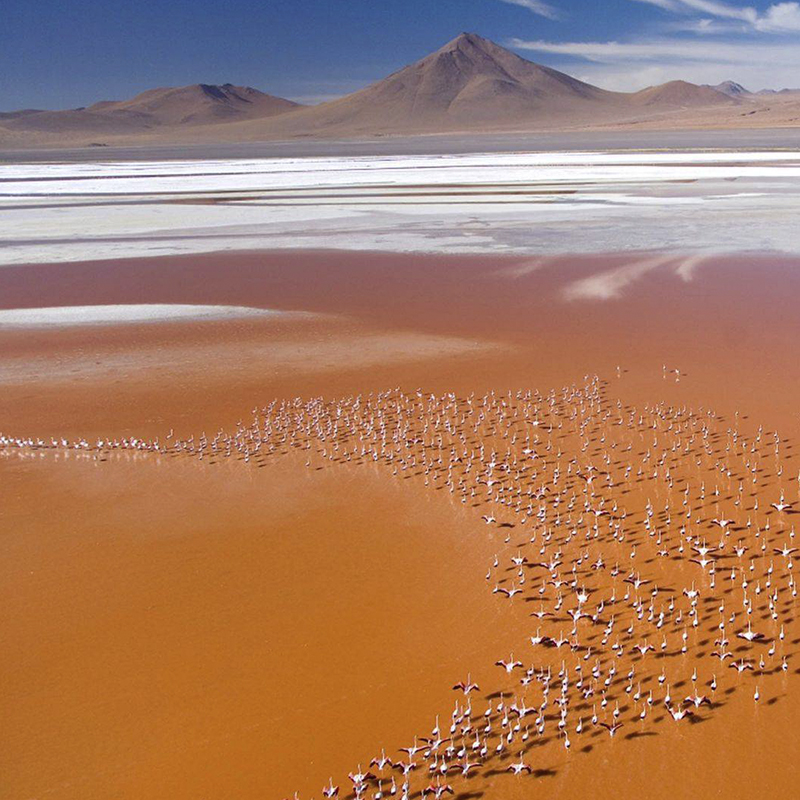 Colored lagoons_red lagoon_ flamingos